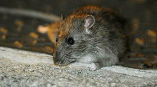 Franța: primăria ecologistă din Bordeaux consideră șobolanii „esențiali” și eradicarea lor „contraproductivă”: fără ei "canalizarea s-ar înfunda aproape instantaneu"