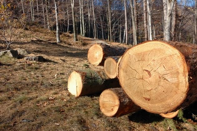 Sediile din România ale austriecilor de la Holzindustrie Schweighofer, verificate de echipe ale Ministerului Mediului