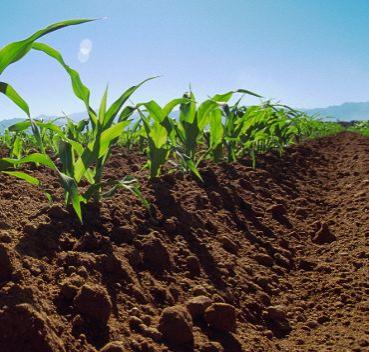 Conferința Națională a Agricultorilor, organizată la 26 mai, în București