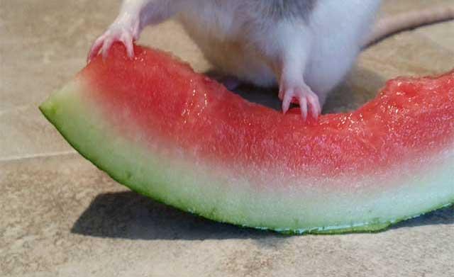 AMUZANT! Un porcușor de Guineea descoperă gustul de pepene