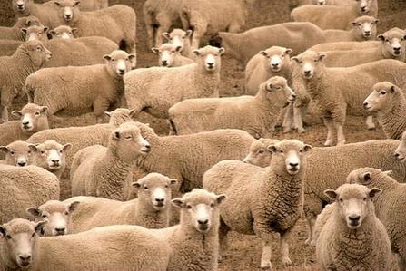 Agricultură modernă: Ciobanul care a pus o ... dronă paznic la oi (Video)