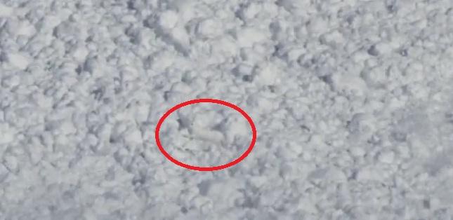 Asta da adrenalină! O avalanșă TERIFIANTĂ surprinde un iepuraș drăgălaș. IMAGINI FABULOASE filmate de webcam, în Rusia (VIDEO)