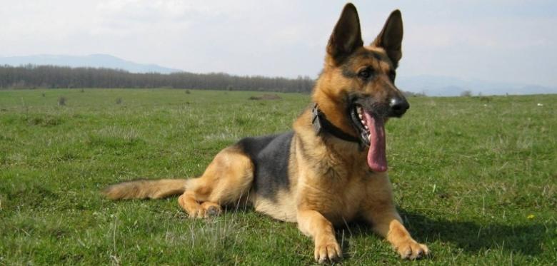Câinele poliţist Gom a devenit erou după ce a găsit o fetiţă dispărută