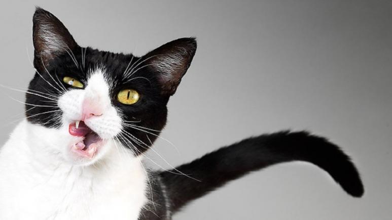 Care a legătura între o pisică şi schizofrenie? Cercetătorii se tot chinuie să o demonstreze
