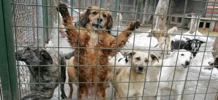 IMAGINI ȘOCANTE, surprinse cu CAMERA ASCUNSĂ. <br />Mii de câini, jupuiți de vii și măcelăriți la un festival din China (VIDEO)