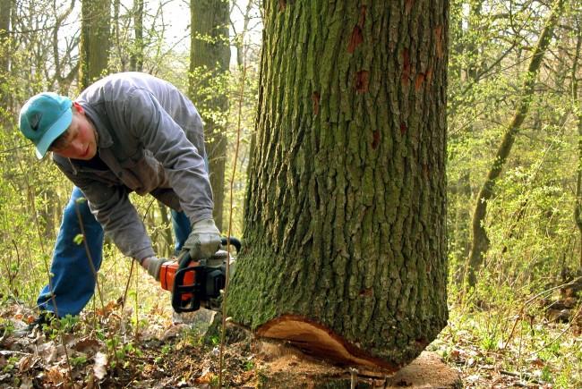 AUSTRIA. Un român a fost ucis de copacul pe care îl tăia