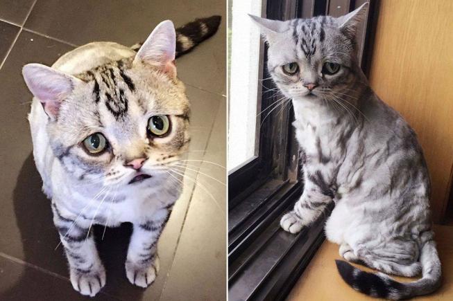 Cea mai tristă pisică de pe Instagram. O să te înduioșeze
