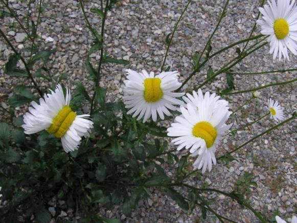 Margarete-mutante descoperite în zona Fukushima