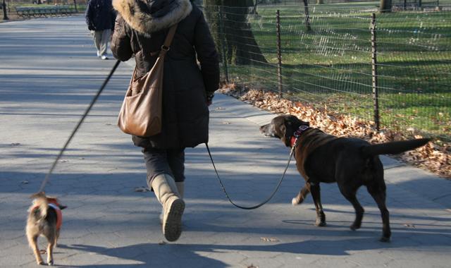 Aveţi nevoie de FĂRAŞ, MĂTURĂ şi  PUNGĂ!  Amenzi dure în Sectorul 6 pentru posesorii de câini