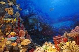 Jumătate din fauna marină a dipărut, între 1970 şi 2012, din cauza oamenilor