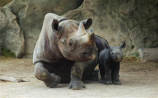 Video: Asistaţi la fantastica venire pe lume a unui rinocer negru!