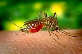 Atentant asupra femelelor-ţânţari: Cercetătorii americani vor să le transforme în masculi ca să scape de Zika