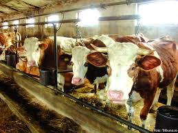 Parlamentul european taie rația de antibiotice folosite pentru tratarea animalelor din ferme