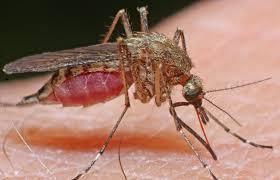Chinezii au o uzină pentru infertilizarea țânțarilor care transmit Zika