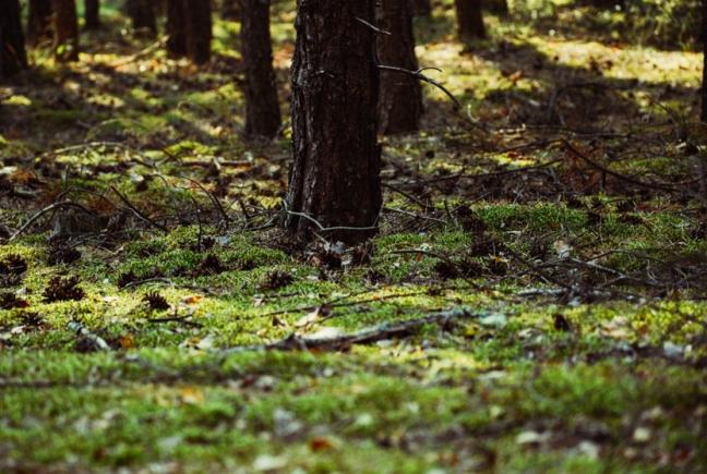 Temperaturi de 24 grade până pe 1 aprilie. PROGNOZA METEO pentru următoarele două săptămâni