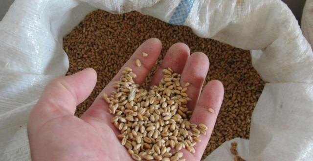 România a vândut din nou zeci de mii de tone de grâu Egiptului
