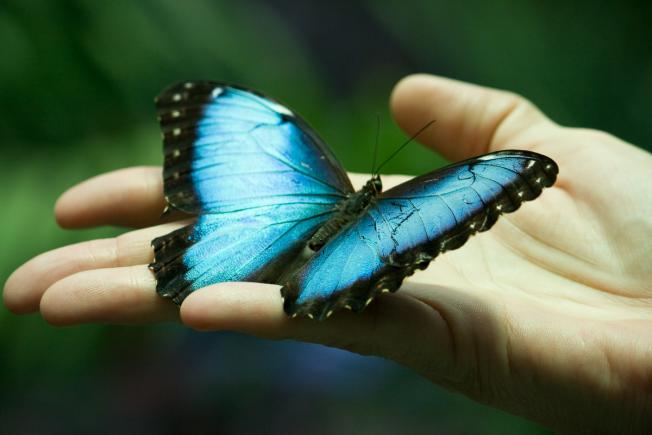 Expoziție spectaculoasă de fluturi vii la Antipa. Accesul gratuit copiilor cu vârsta sub trei ani