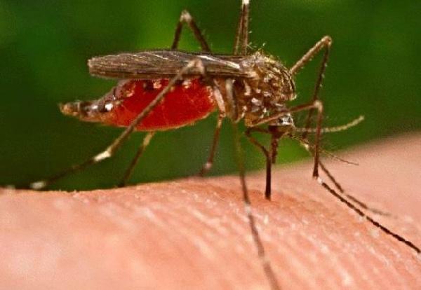 Cinci decese provocate de virusul West Nile transmis de țânțari