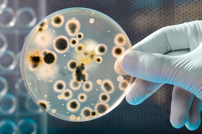 Premieră mondială. Cercetătorii români au descoperit noi bacterii depoluante