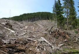 Românii, îngrijoraţi de soarta pădurilor. Cine sunt clienţii Holzindustrie Schweighofer