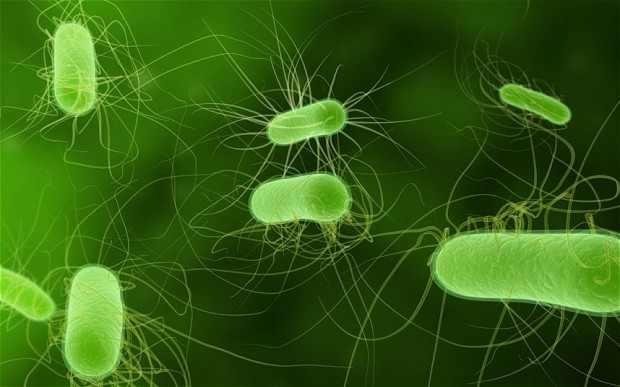 OMS: Bacteriile care nu mai pot fi eliminate cu actualele antibiotice: acinetobacter, pseudomonas şi enterobacteriile