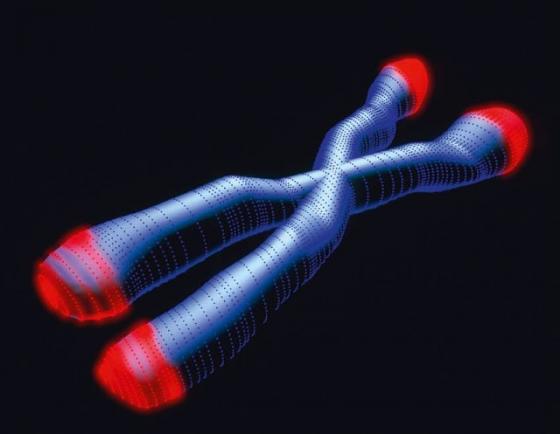 Telomerii, extremitățile cromozomilor, pot să indice riscul de cancer 
