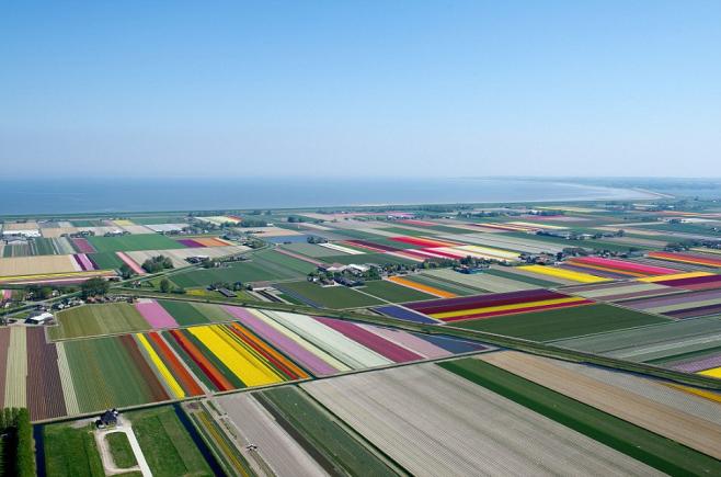 Natura e minunată! Raid deasupra câmpurilor de lalele din Olanda (Galerie Foto)