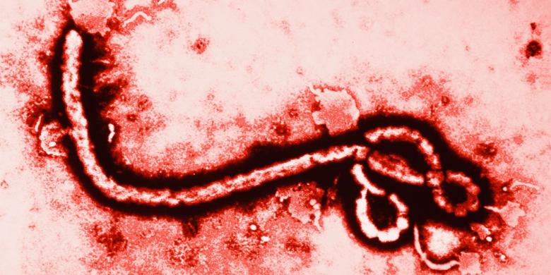Ebola atacă din nou!