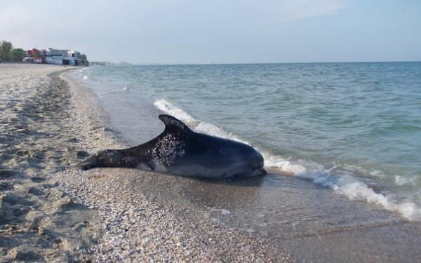 Delfini pe cale de dispariţie în Marea Neagră. Plasele pescăreşti fac noi victime