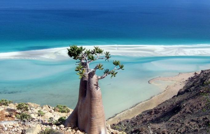 Cel mai STRANIU loc de pe Terra! IMAGINI IREALE din Socotra, INSULA EXTRATERESTRĂ din Oceanul Indian (VIDEO)
