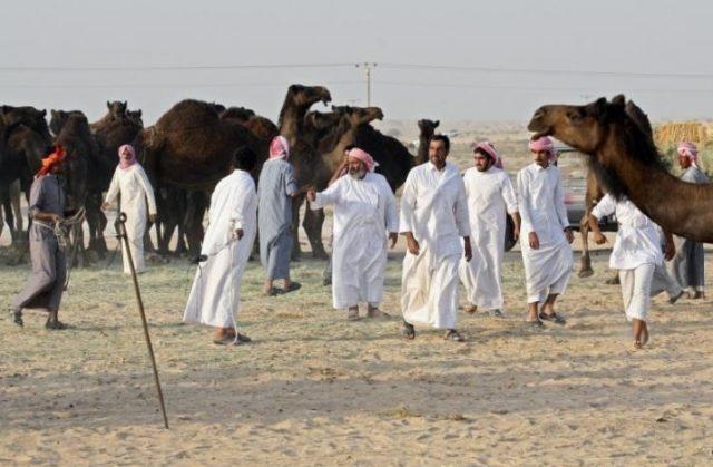 Confilct diplomatic în Golf. Arabia Saudită a extrădat aproximativ 15.000 de cămile din Qatar!