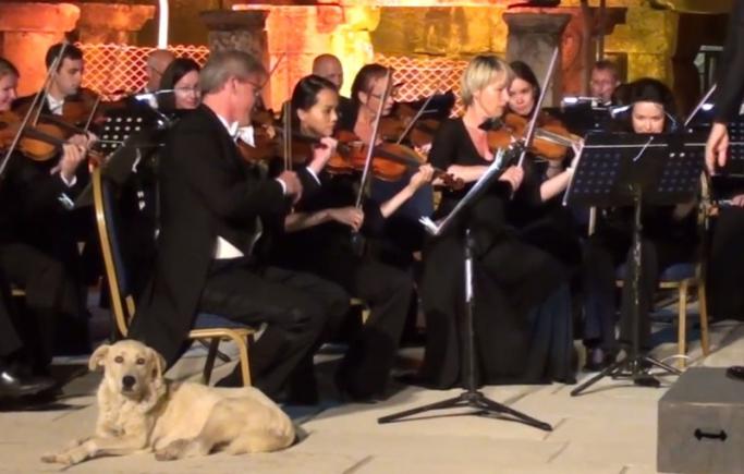 Câinele meloman. A urcat pe scenă în timpul unui concert de muzică simfonică (VIDEO)