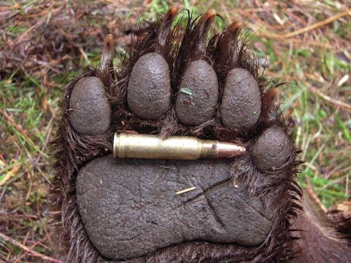 Vânătorii încep să câştige din nou teren: 175 de urşi pot fi ucişi. Cine a luat decizia
