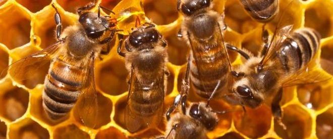 Atenție: Aproximativ 75% din miere conține pesticide! Albinele, în pericol!