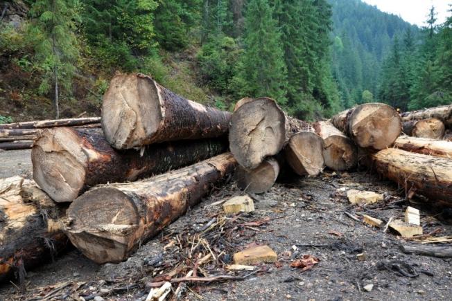 Este oficial! Schweighofer şi-a vândut pădurile din România