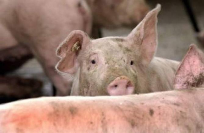 Primul caz de pestă porcină raportat în Bulgaria, la granița cu România