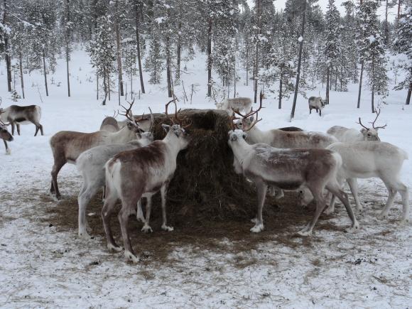 Cum afectează schimbările climatice ţinutul lui Moş Crăciun: Laponia