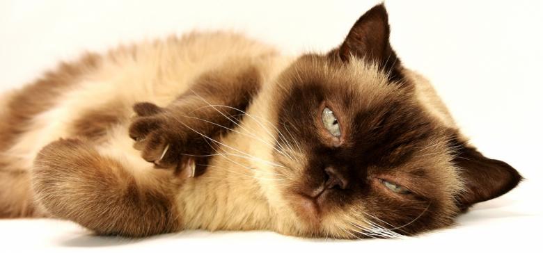 Peste 200 de pisici din toate colțurile lumii vor putea fi admirate la SofistiCAT