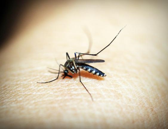 Persoane afectate de dezinsecția împotriva țânțarilor în Popeşti-Leordeni, Berceni şi Bragadiru. De vină e insuficienta informare!