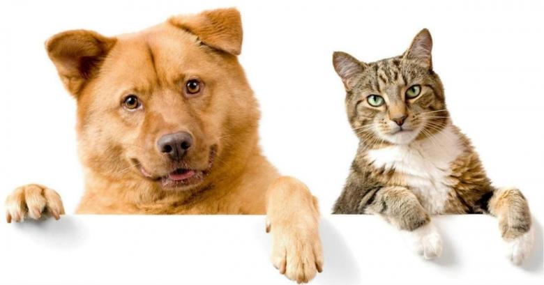 Pisicile şi câinii îşi amintesc evenimente petrecute cu ani în urmă