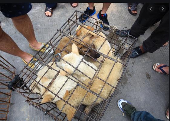 Shenzen devine primul oraș din China care interzice consumul de câini și de pisici