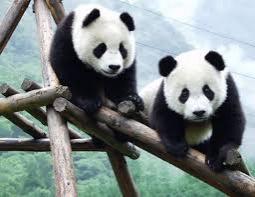 Din cauza pandemiei, o grădină zoologică din Canada își trimite cei doi urși panda înapoi în China