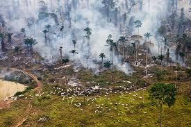 Raport comun ONU, OMS și WWF: distrugerea constantă a naturii va genera pandemii din ce în ce mai dese
