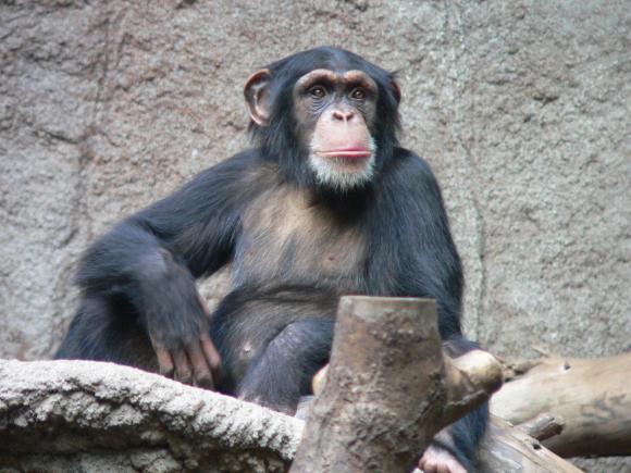 EVOLUȚIE. Oamenii sunt capabili să descifreze sunetele cimpanzeilor (STUDIU)