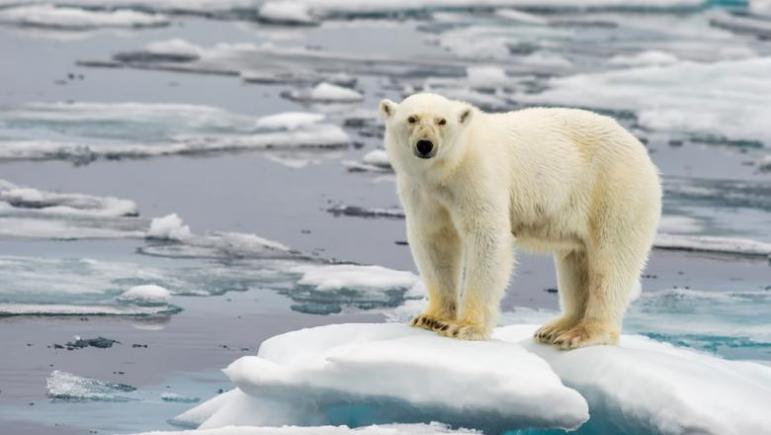 Urşii polari ar putea dispărea până în 2100