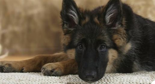 A murit Buddy, primul câine testat pozitiv cu Covid-19 în SUA. Cazul care arată cât de puţin ştim despre coronavirus şi animale