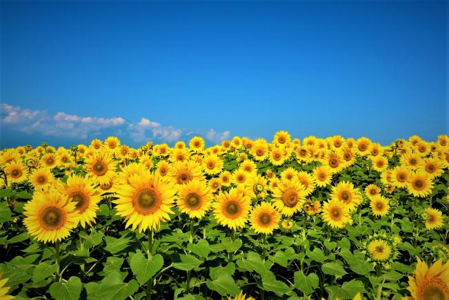 Cinci beneficii ale consumului de seminţe de floarea-soarelui