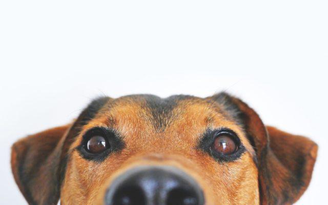Academia de Medicină din Franța încurajează dezvoltarea depistării COVID-19 de către câinii-detectiv, la fel ca în cazul drogurilor