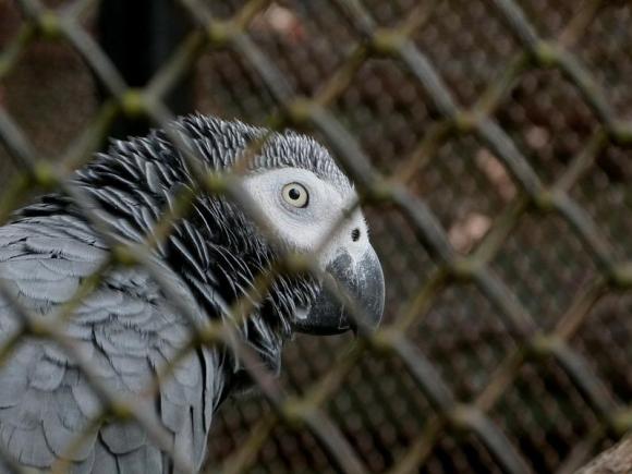 Mai mulți papagali care s-au învățat reciproc să înjure și să râdă la propriile obscenități au fost înlăturați dintr-un parc din Anglia