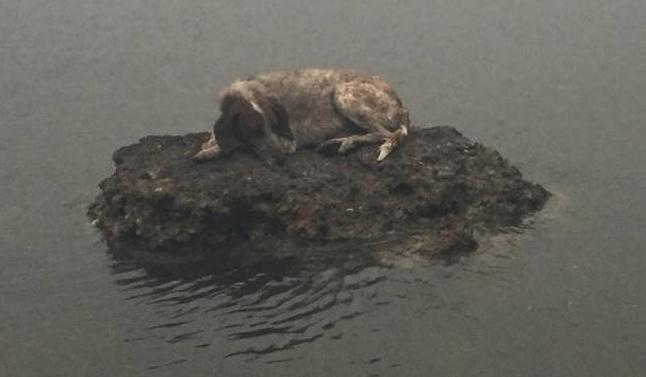 Povestea câinelui refugiat pe o stâncă, în mare, despărțit de stăpâni, din cauza incendiilor. Imaginea din Grecia devenită virală